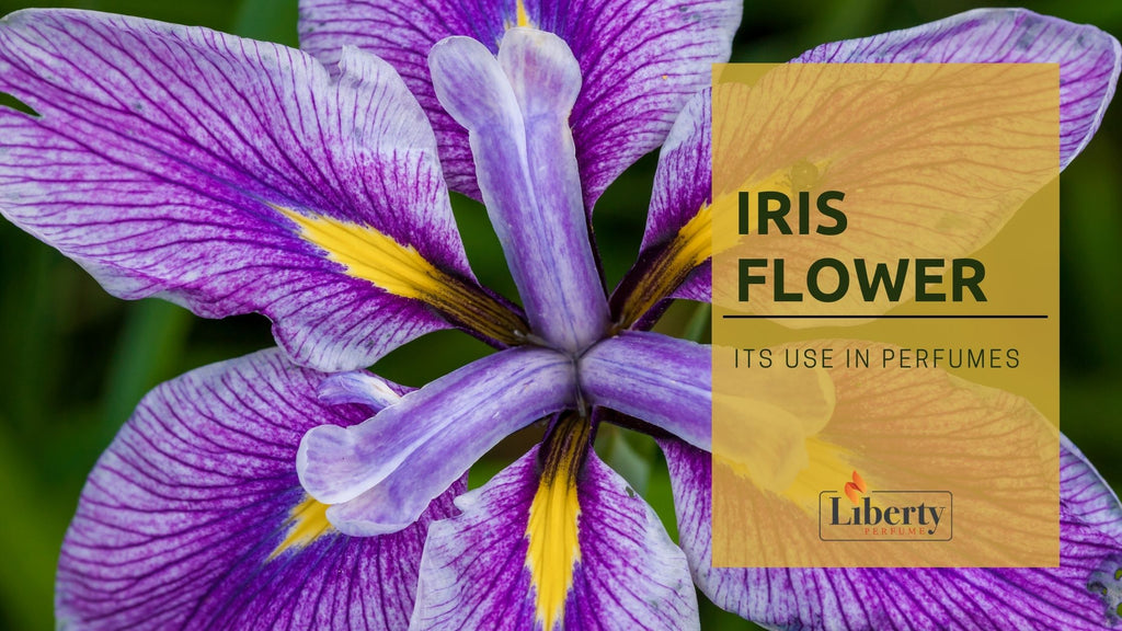 Iris Flower and Its Use in Perfumes