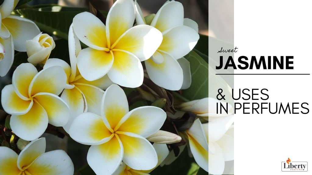 Jasmine & Uses in Perfumes