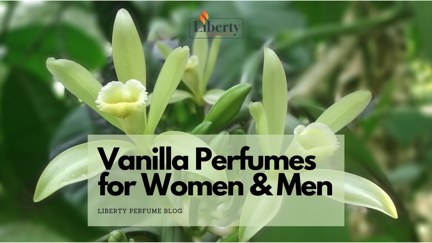 Vanilla and Its Use in Perfumes