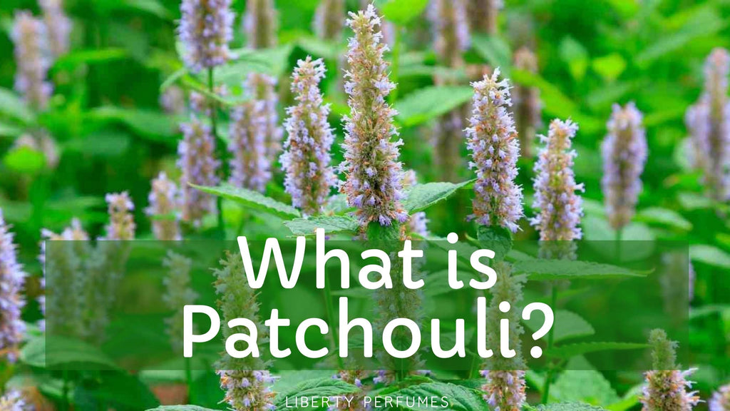 What is Patchouli?