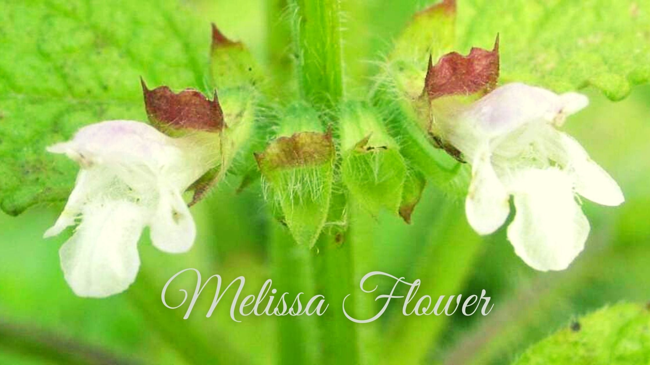 The Most Commonly Used Flower In Perfumes: Melissa Flower