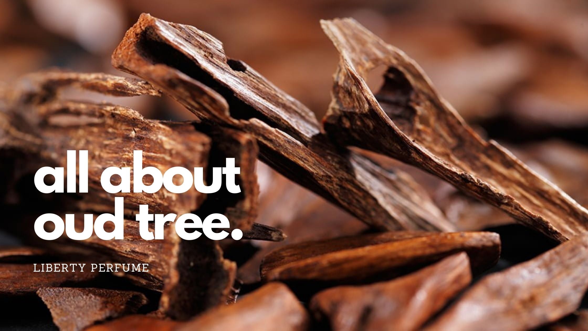 Oud Tree Use in Perfumes