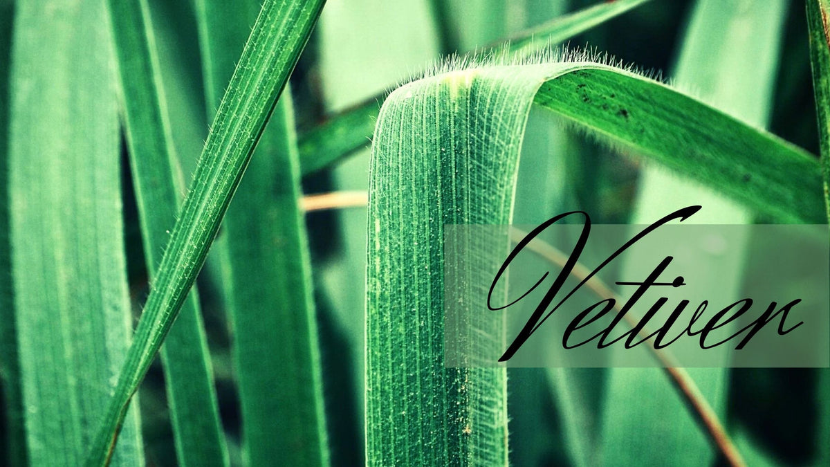 What Is Vetiver? What Are Its Features? Liberty Perfume