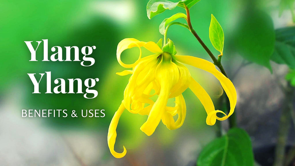 What Does Ylang Ylang Oil Do, What Are The Benefits?