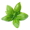 Basil