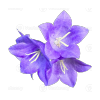 Bellflower