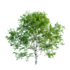 Birch