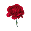 Carnation