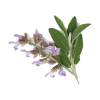 Clary Sage