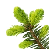 Fir Resin