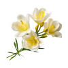 Freesia