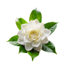 Gardenia