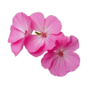 Geranium