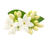 Indian Jasmine