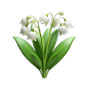 Lily of the Valley