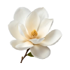 Magnolia