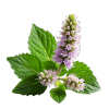 Patchouli