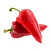 Pepper