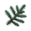 Pine Needles