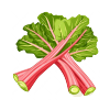 Rhubarb