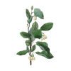 Styrax