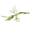 Tuberose