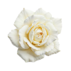 White Rose